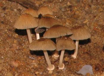 Coprinus sp.