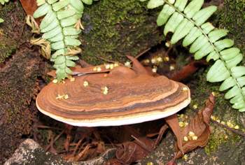 Ganoderma applanatum