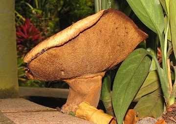 images/mushrooms/forays/costa_rica/14-059-guero.htm