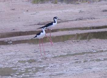 Black Necked Stilt