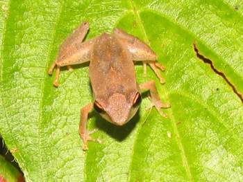 Coqui Frog