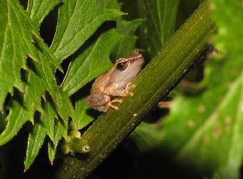 Coqui Frog 2