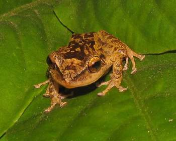 Coqui Frog 3