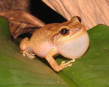 Coqui Frog 4