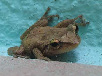 Coqui Frog 6