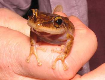Coqui Frog 8