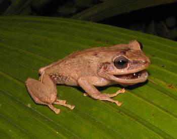 Coqui Frog 9
