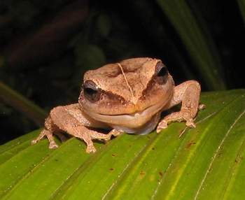 Coqui Frog 10