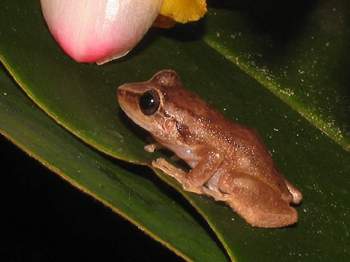 Coqui Frog 11