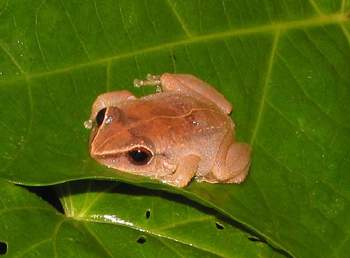 Coqui Frog 12