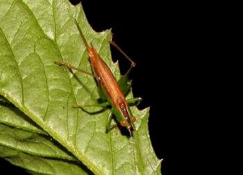 Cricket