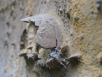 Fossil Burrowing Urchin