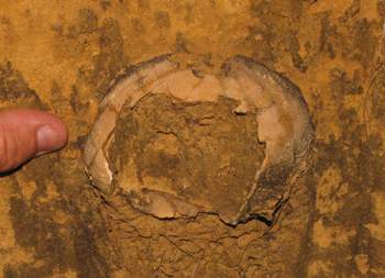 Fossil Sea Urchin