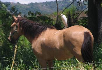 Horse & Egret