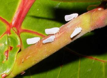 Leaf Hoppers