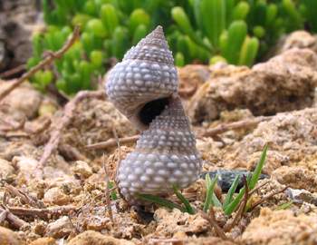 Littoral Zone Snails Sleeping