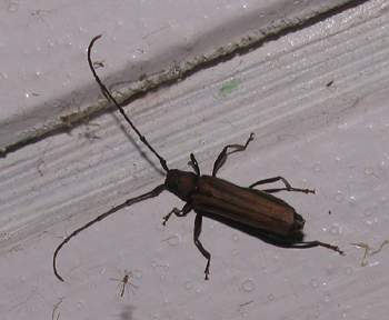 Long Horned Beetle