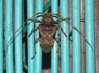 Long Horned Beetle