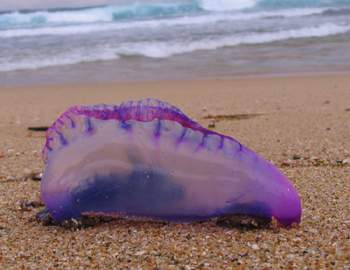 Portuguese Man-O-War