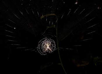 Spider & Web