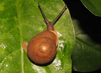 Terrestrial Snail