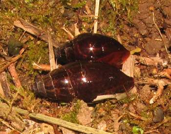 Terrestrial Snails