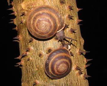 Snails Preparing To Mate