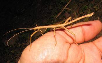 Walking Stick