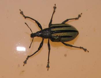 Weevil