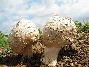 Longula texensis