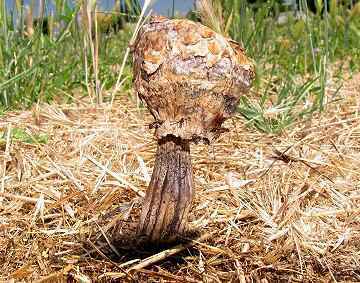 Longula texensis