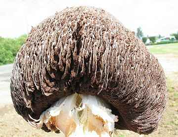 Longula texensis