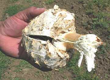 Longula texensis