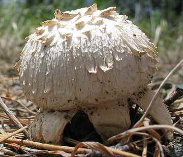 Longula texensis