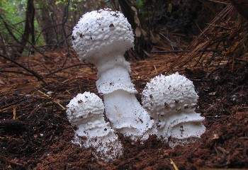 Amanita smithiana