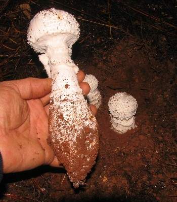 Amanita smithiana