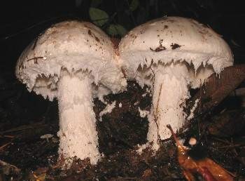 Amanita smithiana