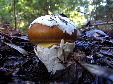 Amanita sp.
