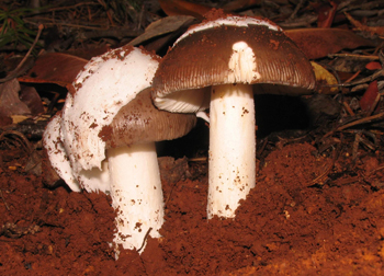 Amanita sp.