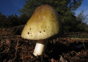 Amanita sp.