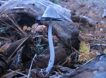 Coprinus lagopus