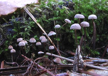Marasmius quercophilus