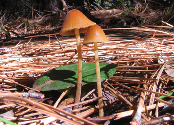 Mycena sp.