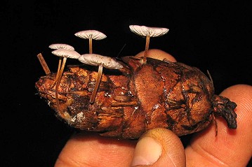 Strobilurus trullisatus