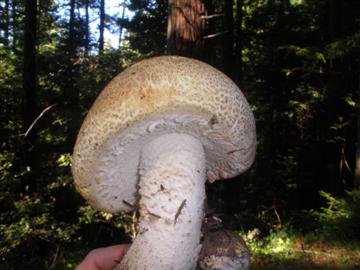 Agaricus augustus