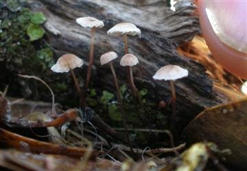 Marasmius sp.