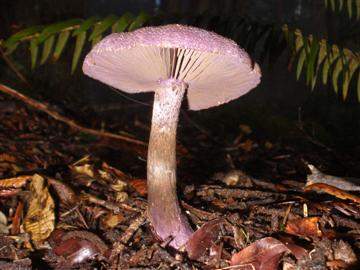 Cortinarius violaceous