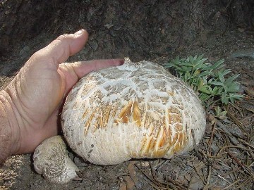 Neolentinus ponderosus