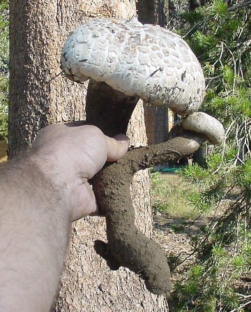 Neolentinus ponderosus