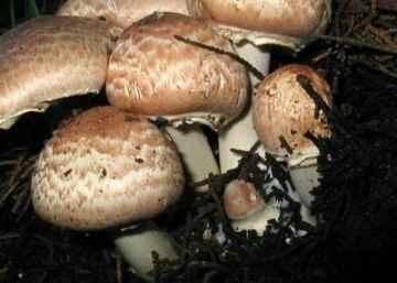 Agaricus fuscofibrillosus